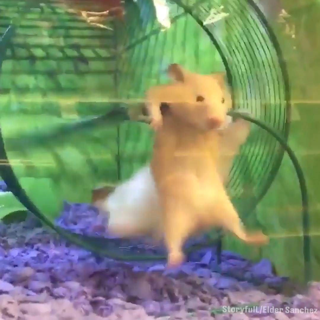 Хомяк Локо Hamster Loco