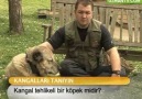 Kangal tehlikeli bir köpek midir?