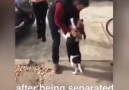 18 ay sonra sahibine kavuşan köpeğin kendinden geçtiği anlar