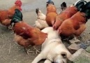 Günlük Bakımını Tavuklara Yaptıran Köpek D