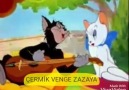 KEDİ TOM AYDİLBERE