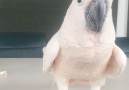 LOL Pets - Cockatoos Facebook