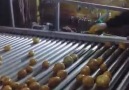 Patates Yikama ve Paketleme Fabrikasi