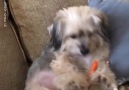 Ragus - Adorable Dog Eats Carrot On Sofa Like A Human Facebook