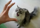 Screaming Cat