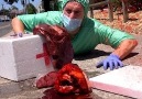 The Royal Stampede - Surgeon drops human body parts in public.. Facebook