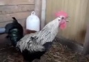 Death Metal Rooster :)